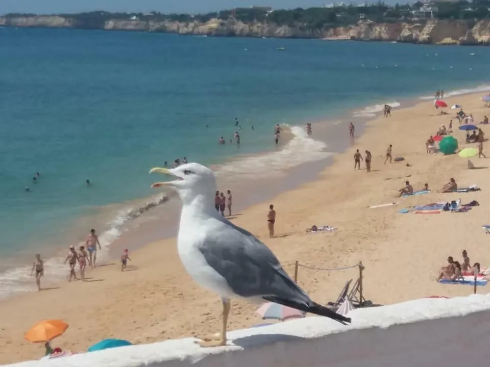 Armação de Pêra Apartamento Azul דירה